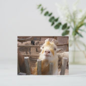 食べ物を与えよ!ヤギ ポストカード (スタンド正面)