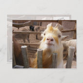 食べ物を与えよ!ヤギ ポストカード (正面/裏面)