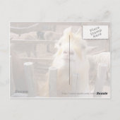 食べ物を与えよ!ヤギ ポストカード (裏面)