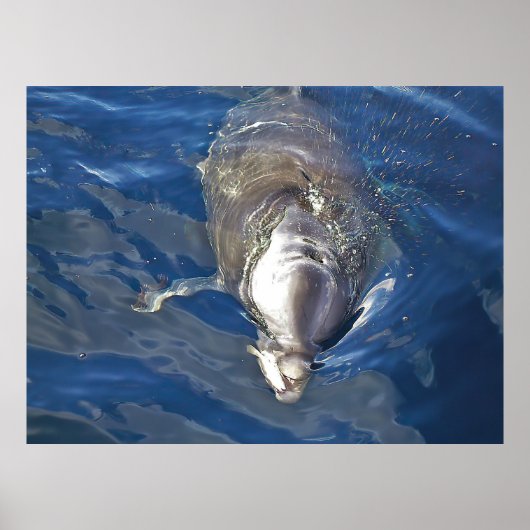 食べ物を与えイルカ ポスター (正面)