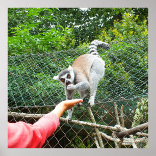 食べ物を与えキツネザル ポスター
