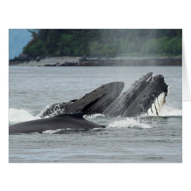 食べ物を与えザトウクジラ (正面横)