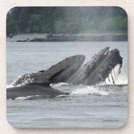 食べ物を与えザトウクジラ コースター (正面)