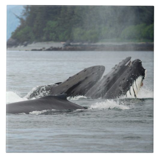 食べ物を与えザトウクジラ タイル (正面)
