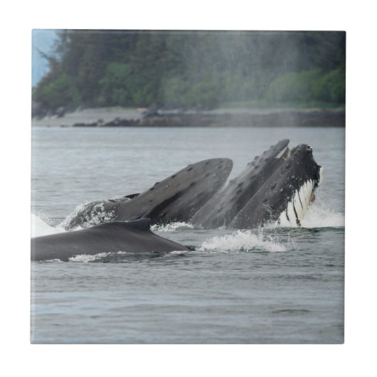 食べ物を与えザトウクジラ タイル (正面)