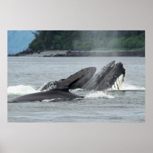 食べ物を与えザトウクジラ ポスター