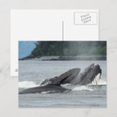 食べ物を与えザトウクジラ ポストカード (正面/裏面)