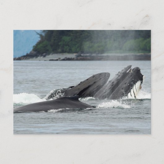 食べ物を与えザトウクジラ ポストカード (正面)