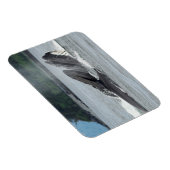 食べ物を与えザトウクジラ マグネット (右側)