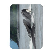 食べ物を与えザトウクジラ マグネット (縦)