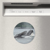 食べ物を与えザトウクジラ マグネット (インサイチュ (食洗機))