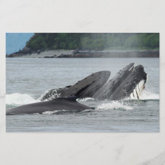 食べ物を与えザトウクジラ 便箋 (正面)
