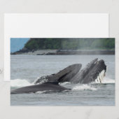 食べ物を与えザトウクジラ 便箋 (正面/裏面)