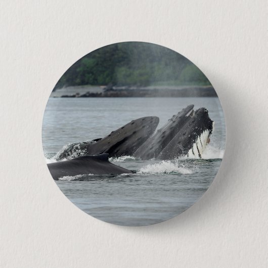 食べ物を与えザトウクジラ 缶バッジ (正面)