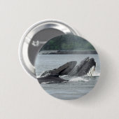 食べ物を与えザトウクジラ 缶バッジ (正面&裏面)