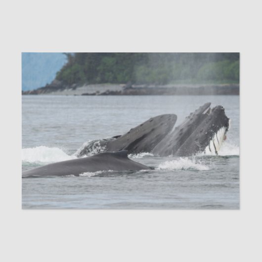 食べ物を与えザトウクジラ 薄葉紙 (正面)