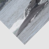 食べ物を与えザトウクジラ 薄葉紙 (詳細)