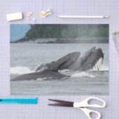 食べ物を与えザトウクジラ 薄葉紙 (クラフト)