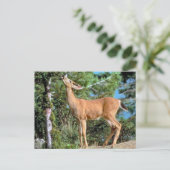 食べ物を与え鹿 ポストカード (スタンド正面)