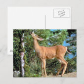 食べ物を与え鹿 ポストカード (正面/裏面)
