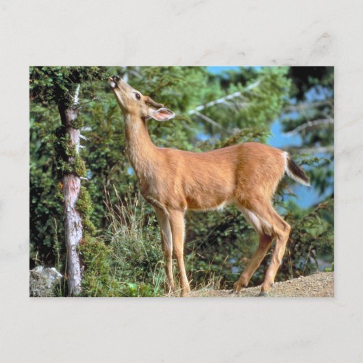 食べ物を与え鹿 ポストカード (正面)