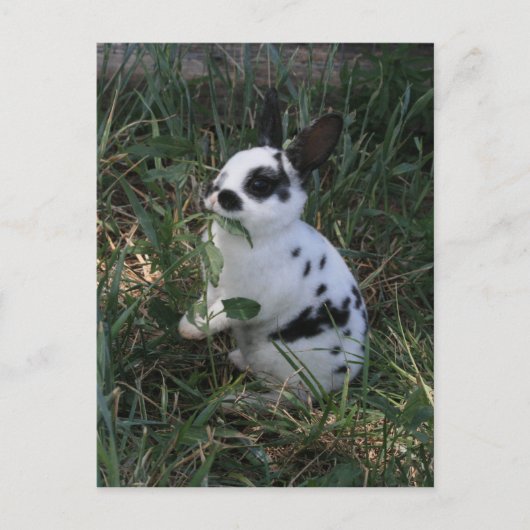 食べ物 ポストカード (正面)