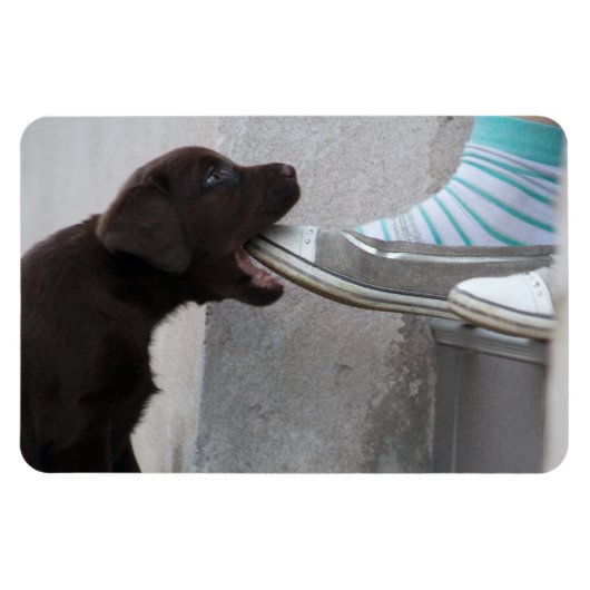 食べ靴！ラブラドール子犬 マグネット (横)