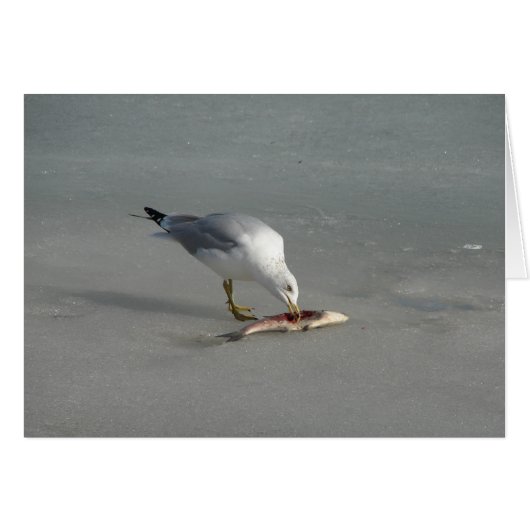 食べ魚 (正面横)