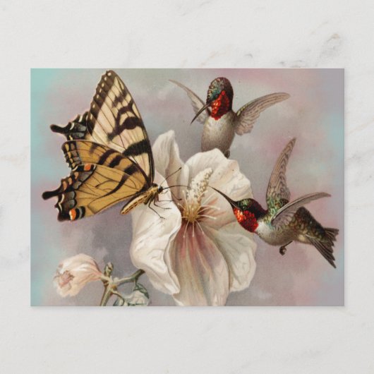 食事を共にする2羽の鳥と蝶 ポストカード (正面)
