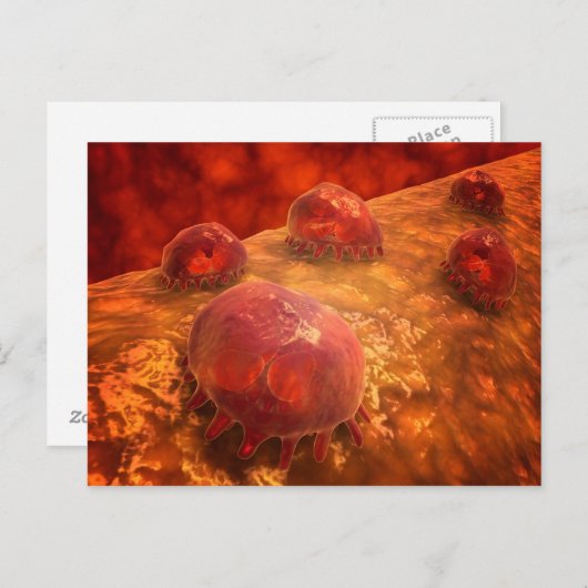 食作用マクロファージの顕微鏡的見解1 ポストカード (正面/裏面)