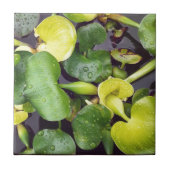 食料品店の池植物 タイル (正面)