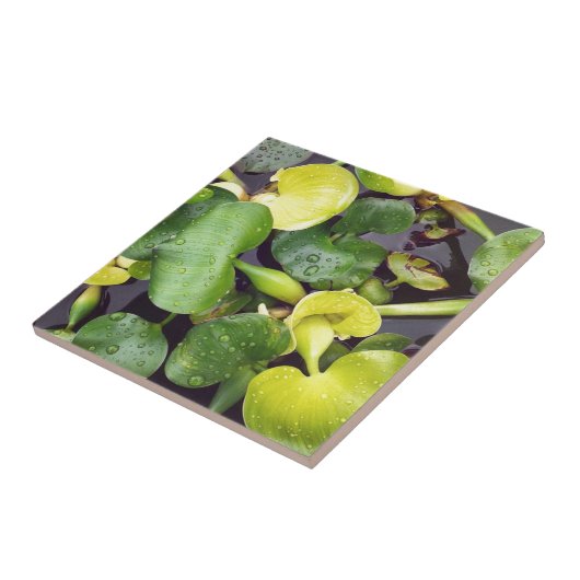 食料品店の池植物 タイル (側面)