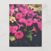 食料品店の花 ポストカード (正面)