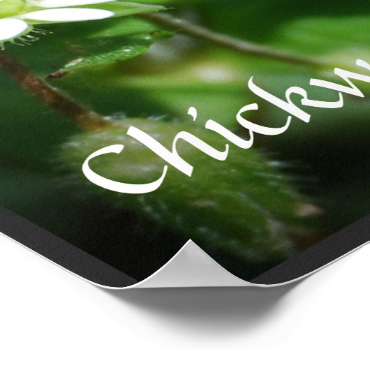 食用かわいらし雑草ポスター ポスター (角)