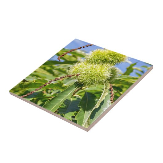 食用の栗の木の緑の殻そして葉 タイル (側面)
