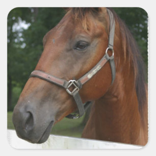 食用の栗の馬のステッカー スクエアシール
