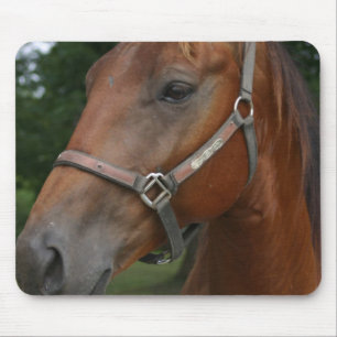 食用の栗の馬のマウスパッド マウスパッド
