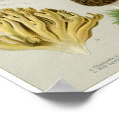 食用の菌類 – キノコとキノコ類 ポスター (角)