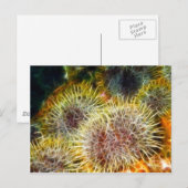 食用ウニ ポストカード (正面/裏面)