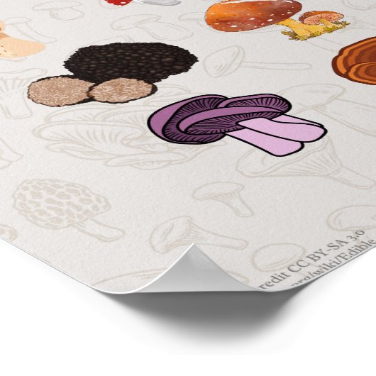 食用キノコの写真とイラストレーション表 ポスター (角)