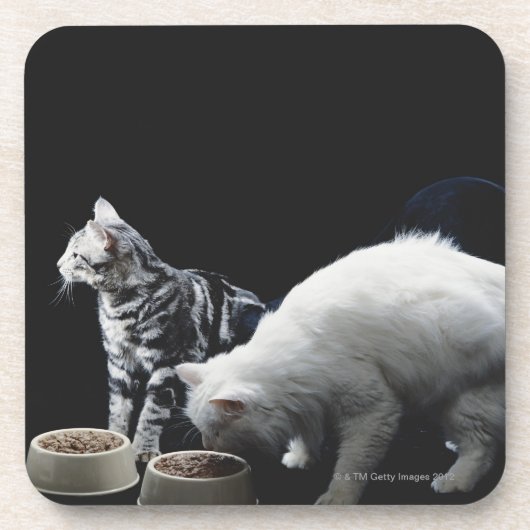 食糧のボールを持つ猫 コースター (正面)