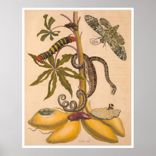 食虫変態スリヌメシウムプリント ポスター (正面)