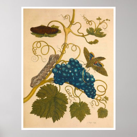 食虫変態スリヌメシウムプリント ポスター (正面)