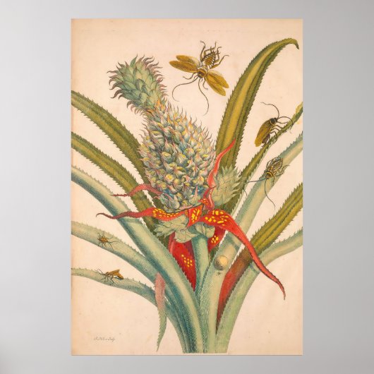 食虫変態スリヌメシウムプリント ポスター (正面)