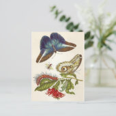 食虫変態 ポストカード (スタンド正面)