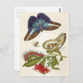 食虫変態 ポストカード (正面/裏面)