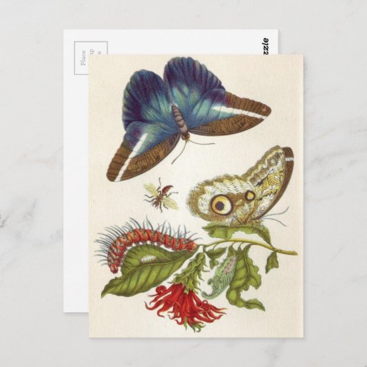 食虫変態 ポストカード (正面/裏面)