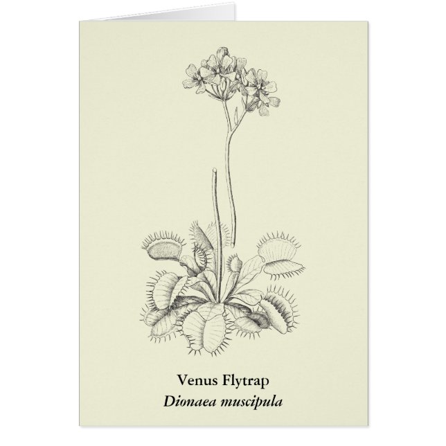 食虫植物の植物の芸術 (正面)