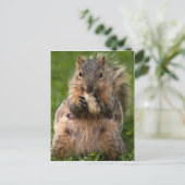 飢えたキツネリス ポストカード (スタンド正面)