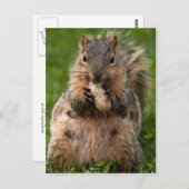 飢えたキツネリス ポストカード (正面/裏面)